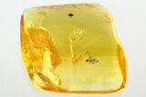 Detailed Fossil Ant (Formicidae) In Baltic Amber #343341-1